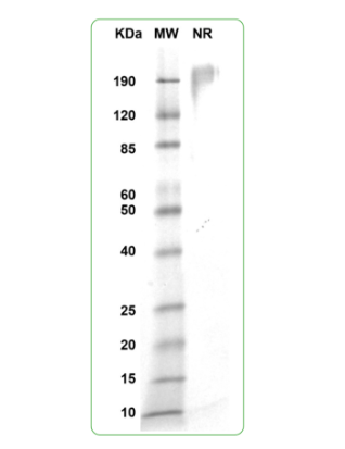 MW: Molecular Weight marker reduced condition
NR: CD80 dimer under non-reducing condition